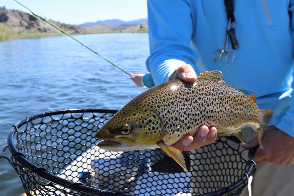 Trout fishing bait